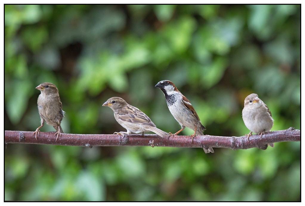 Happy family House Sparrow ( Passer domesticus) ...